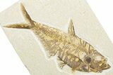 Detailed Fossil Fish (Diplomystus) - Wyoming #346947-1